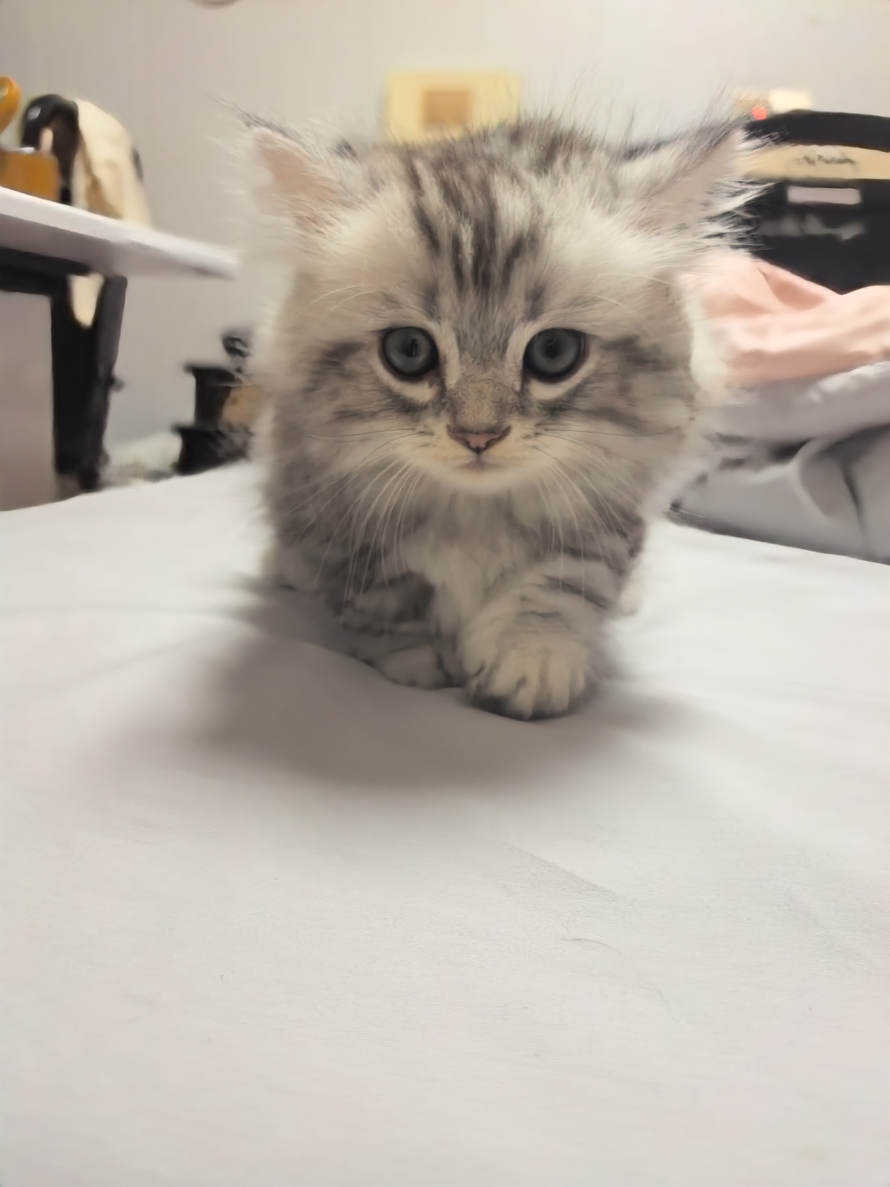 矮脚米努特长毛猫